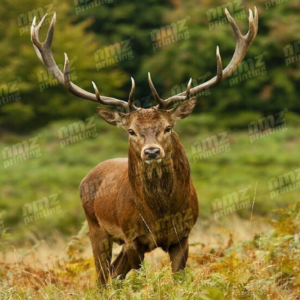 Assorted Wildlife Animals Calendar Magnet - Image 4