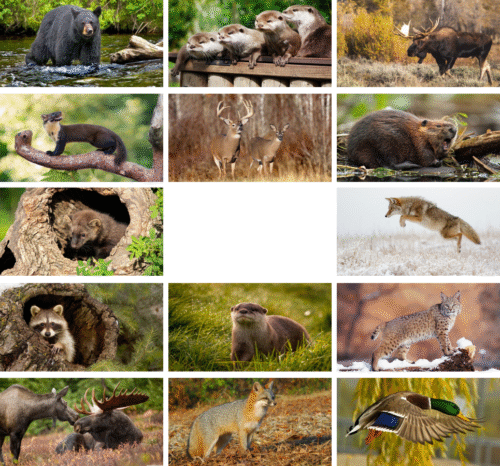 Wildlife Wall Calendar - Image 2